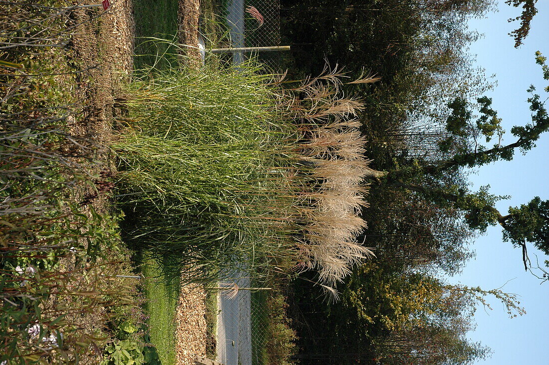 Miscanthus sinensis 'Silverfeather