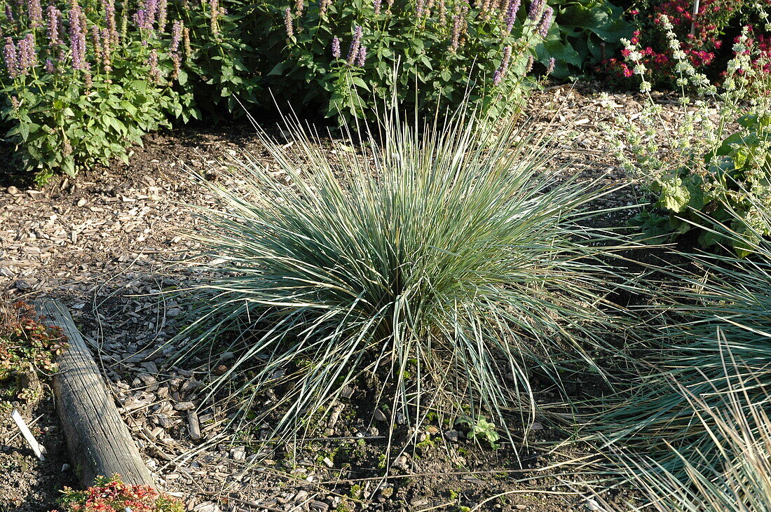 Helictotrichon sempervirens 'Saphirsprudel'