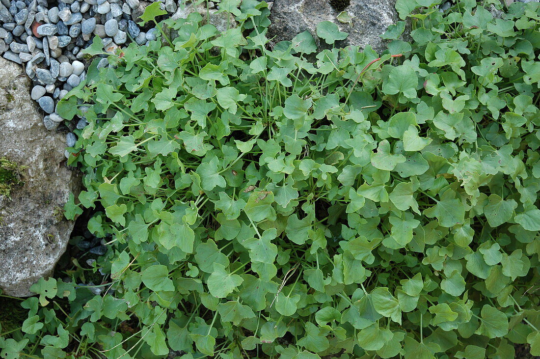 Rumex scutatus