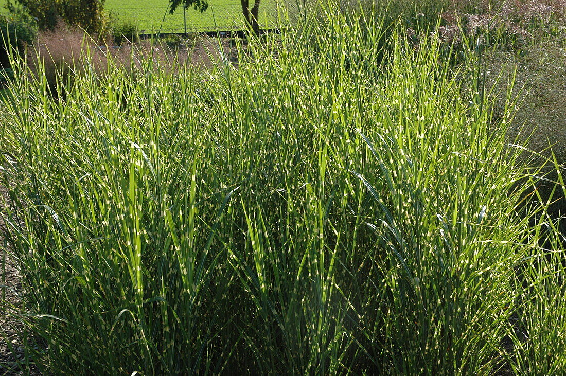 Miscanthus sinensis 'Strictus'