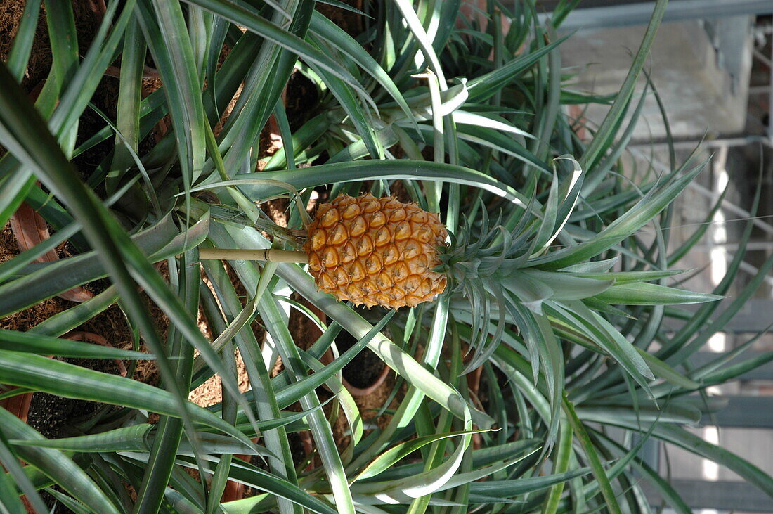 Pineapple sativus