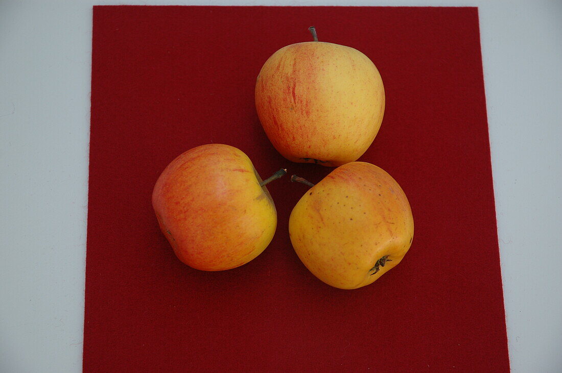 Malus domestica 'Golden Parmania