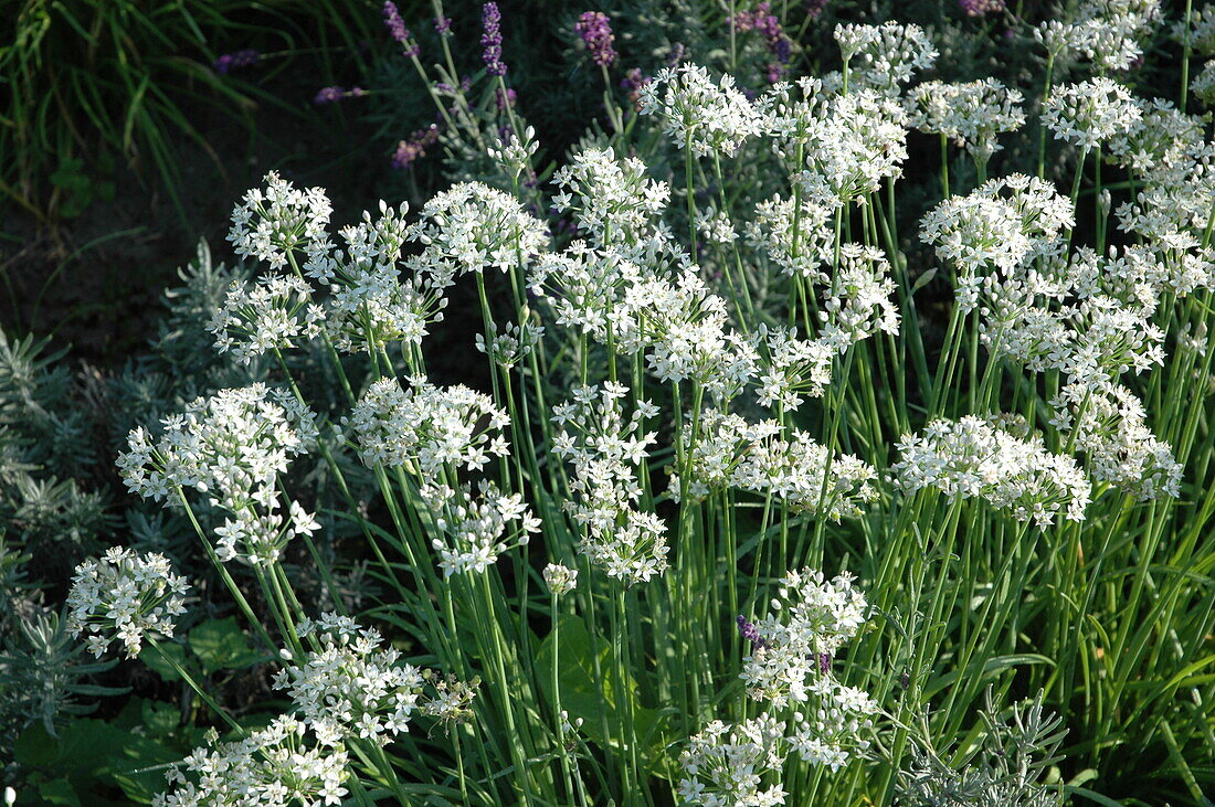 Allium tuberosum 'Knobold'