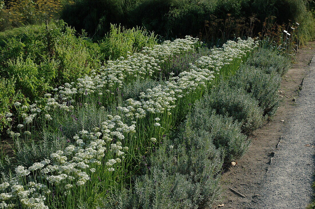 Allium tuberosum 'Knobold