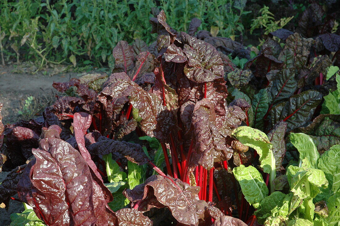 Beta vulgaris var. cicla 'Volcano', red