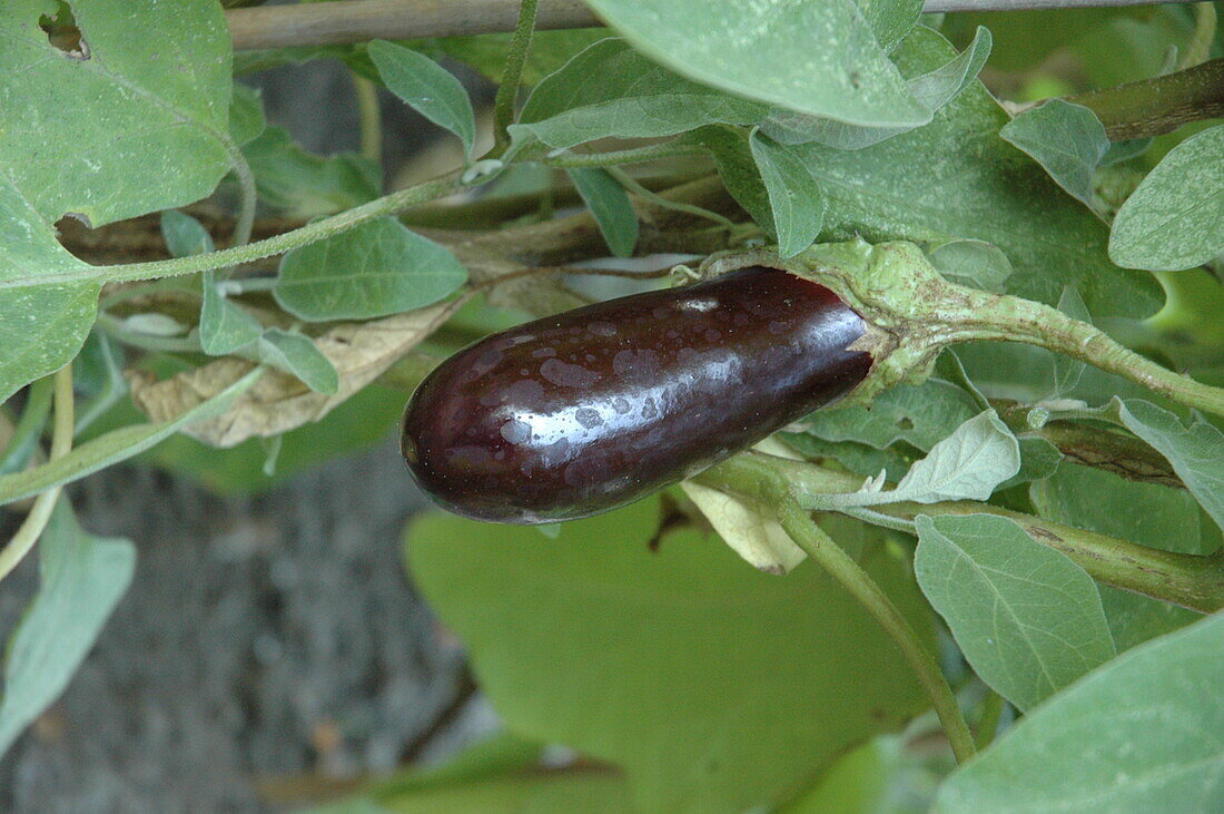 Solanum melongena 'Von Barbentane'