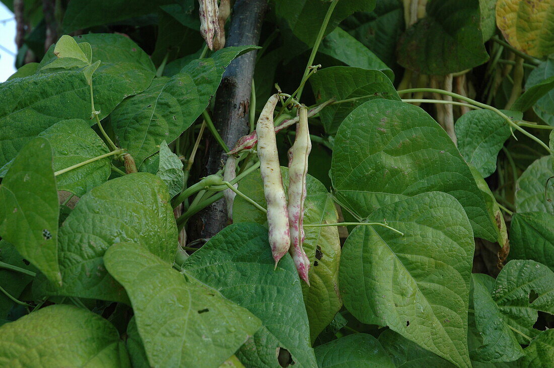 Phaseolus coccineus 'St. George'