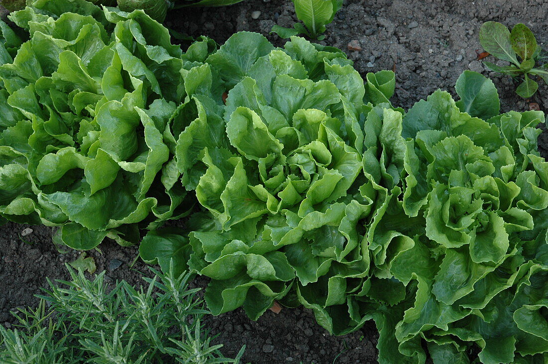 Cichorium endivia 'Grüner Escariol'