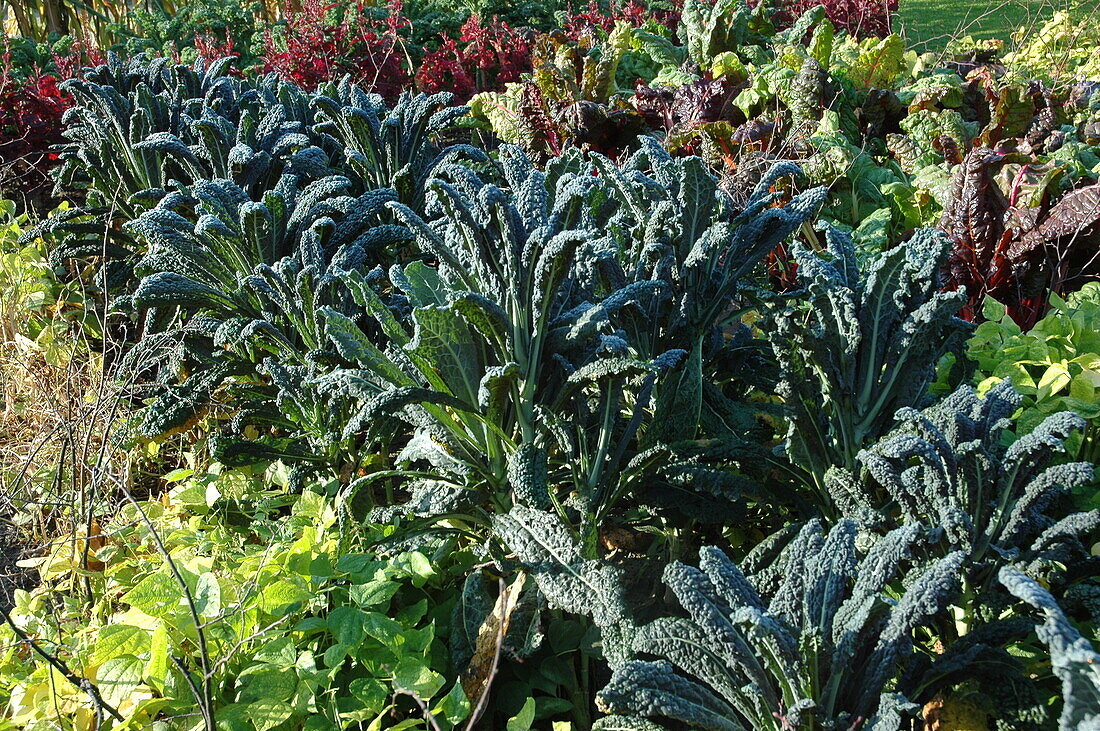 Brassica oleracea var. acephala 'Nero di Toscana'