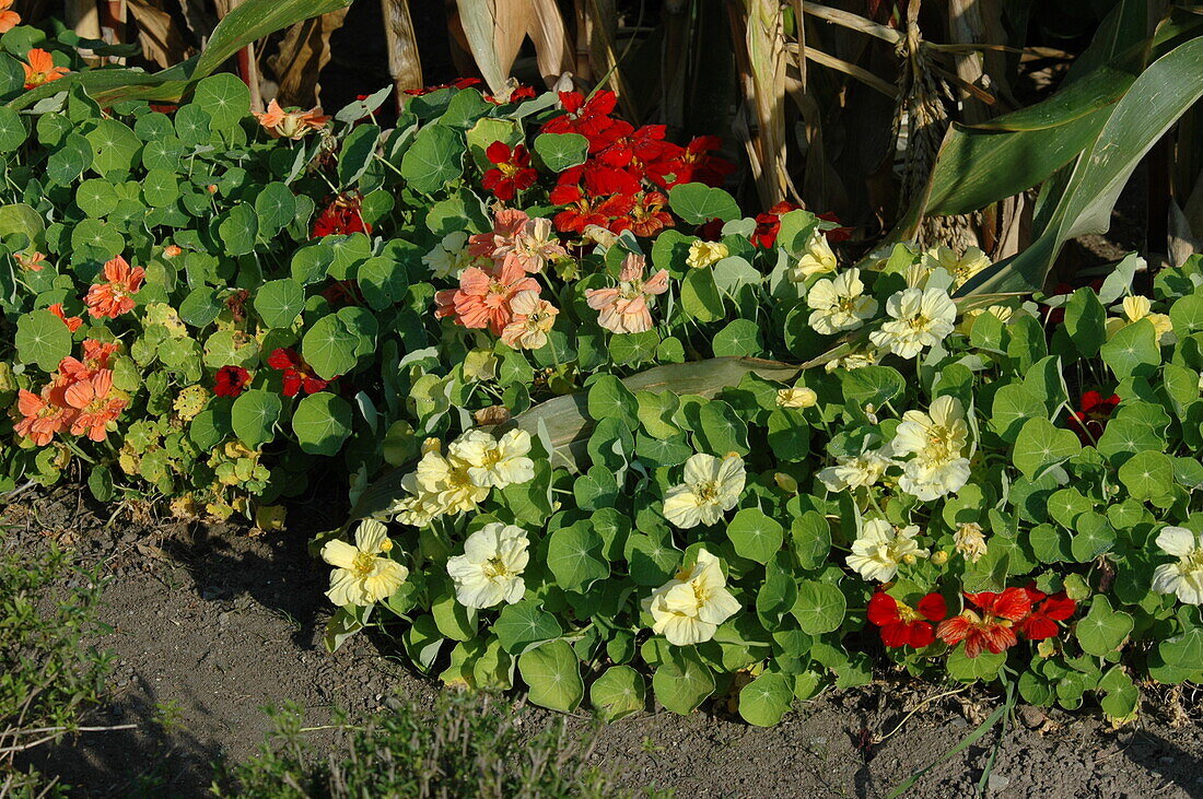 Tropaeolum majus