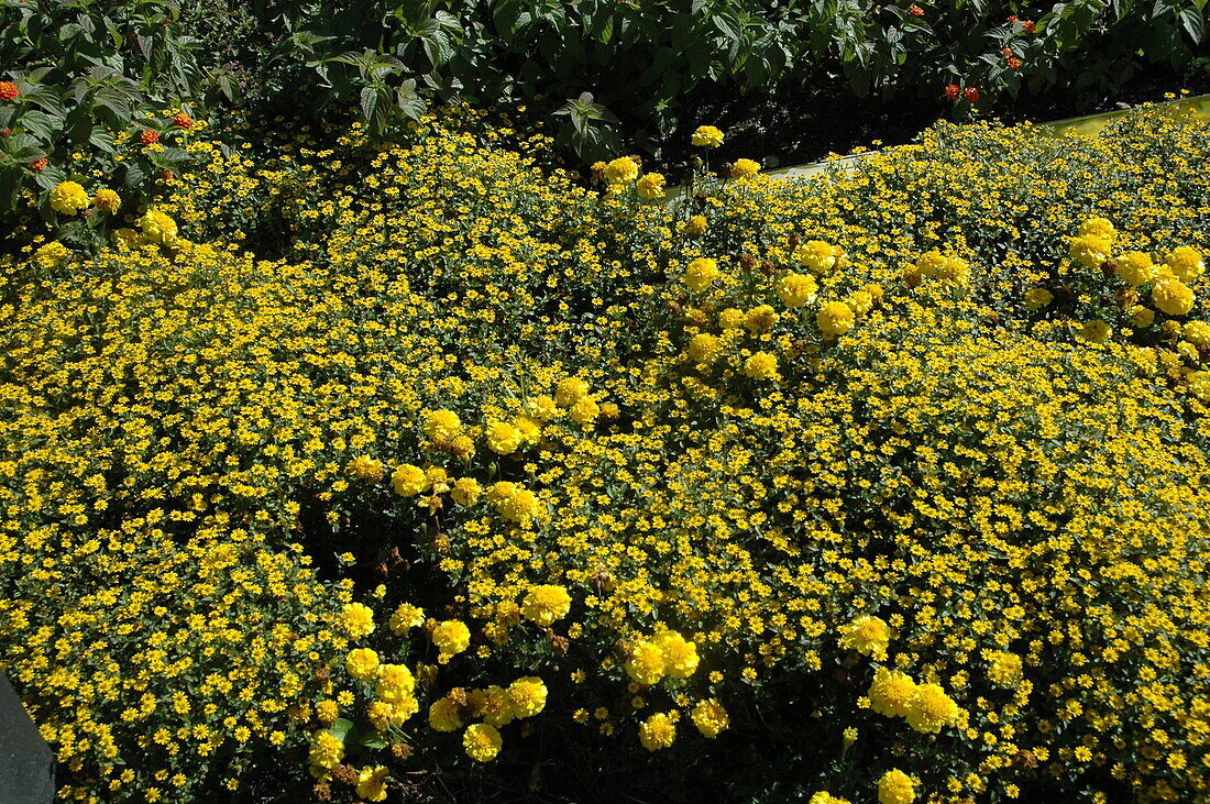Sanvitalia procumbens, yellow