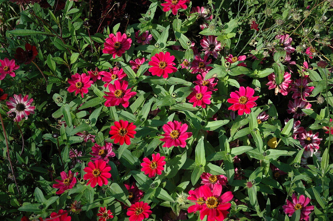 Zinnia haageana 'Profusion Cherry'