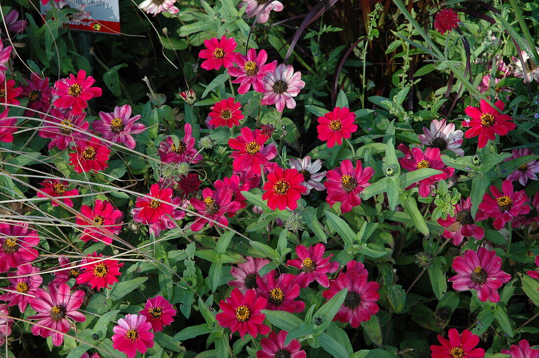 Zinnia elegans 'Profusion Cherry'