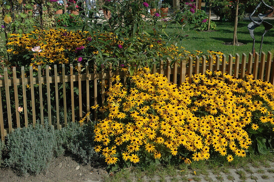 Rudbeckia