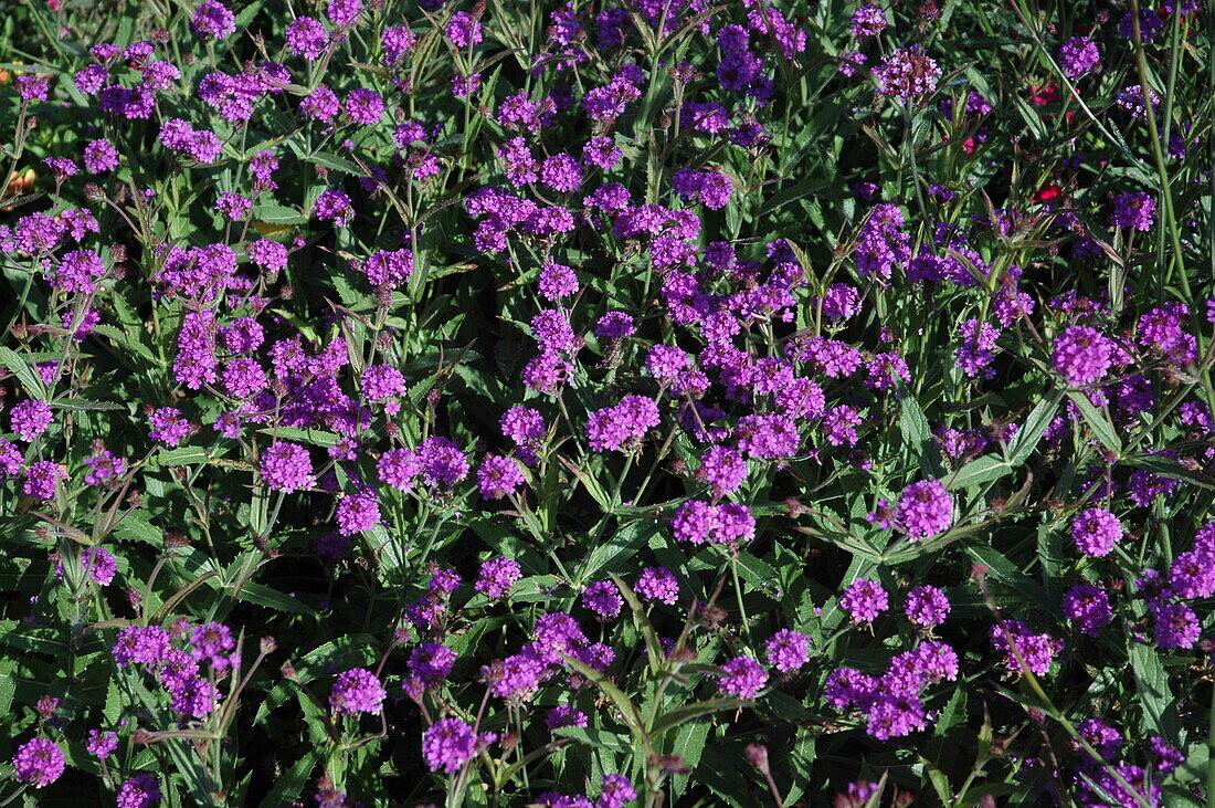 Verbena bonariensis (Kompakt)