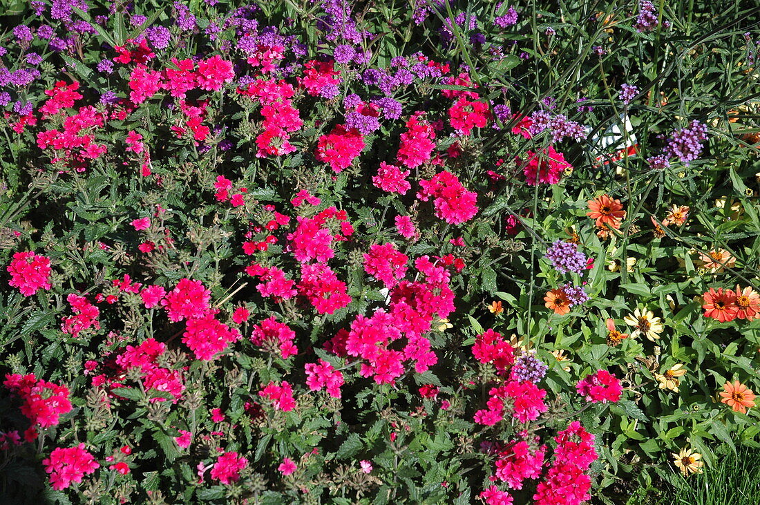 Verbena SUPERBENA Coral Star