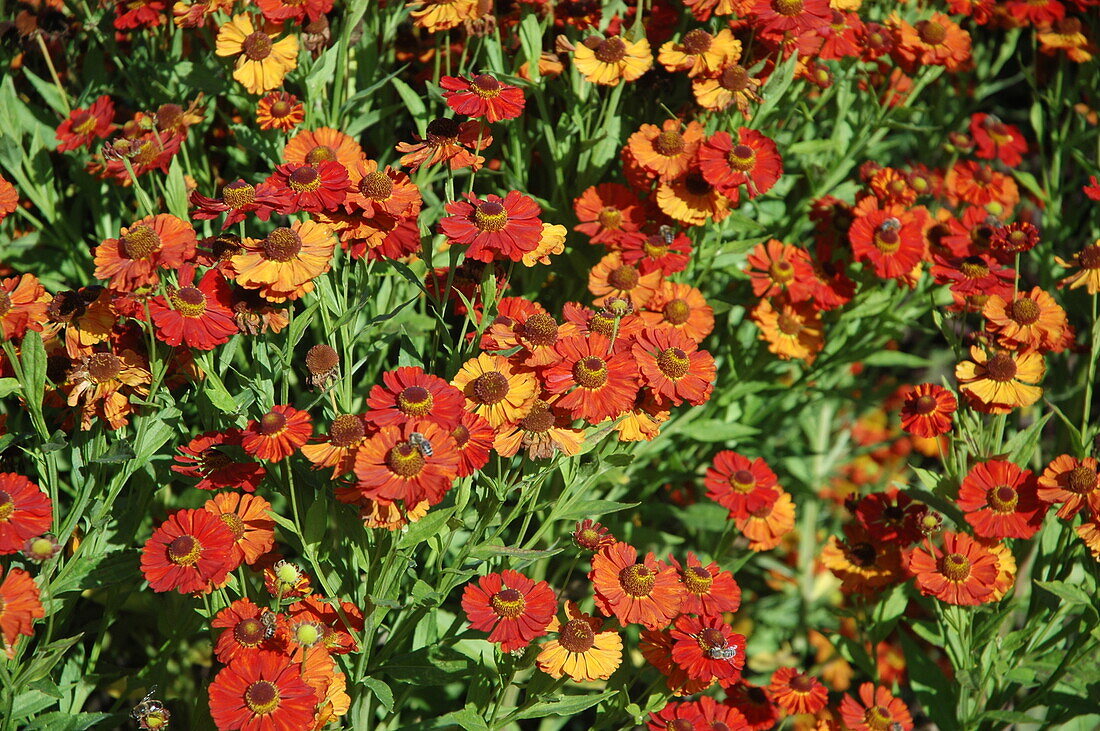 Helenium 'Baudirektor Linne'