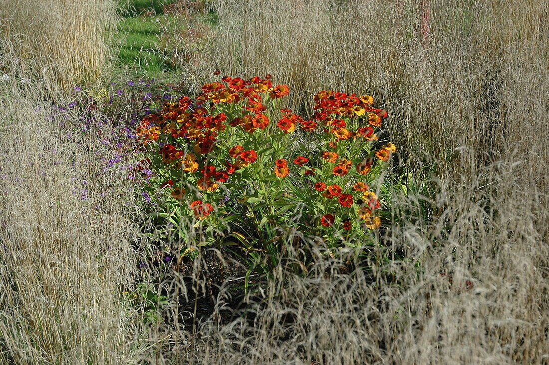 Helenium 'Baudirektor Linne