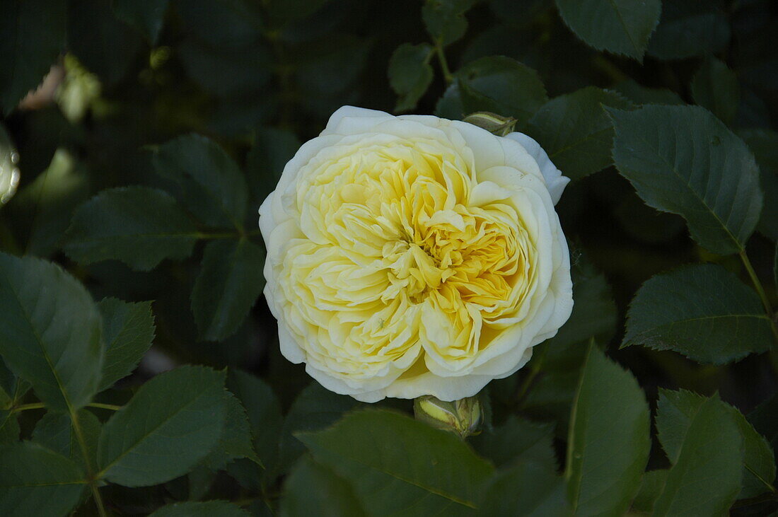 English Roses, yellow