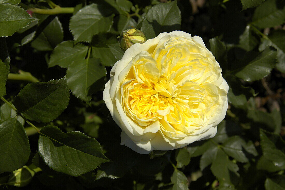 English roses, yellow