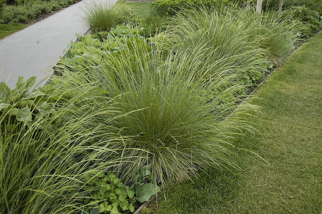 Festuca mairei