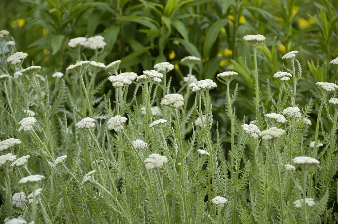 Achillea millefolium