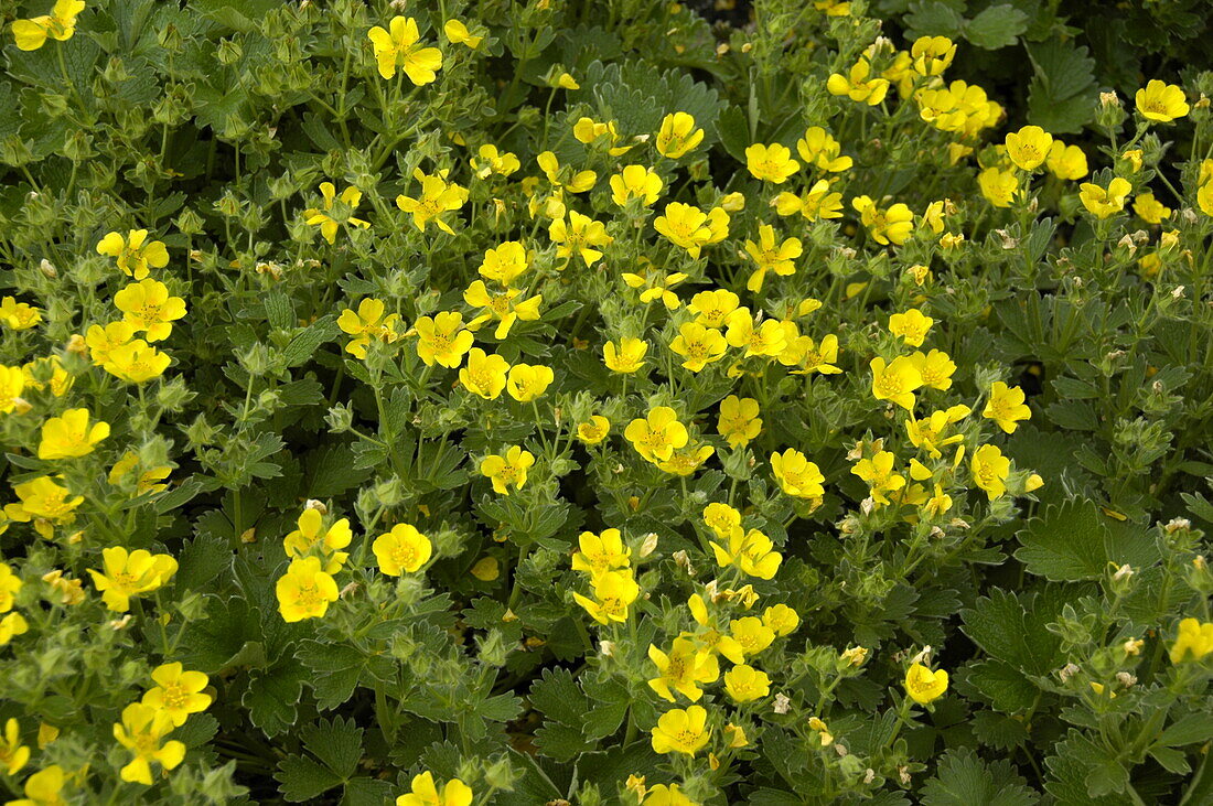 Potentilla megalantha