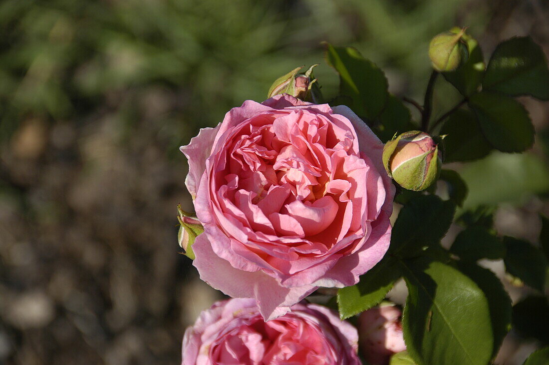 Englische Rosen, rosa