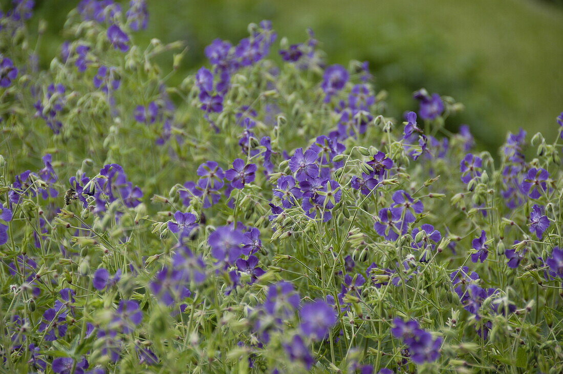 Geranium phaeum 'Liliy Lovell