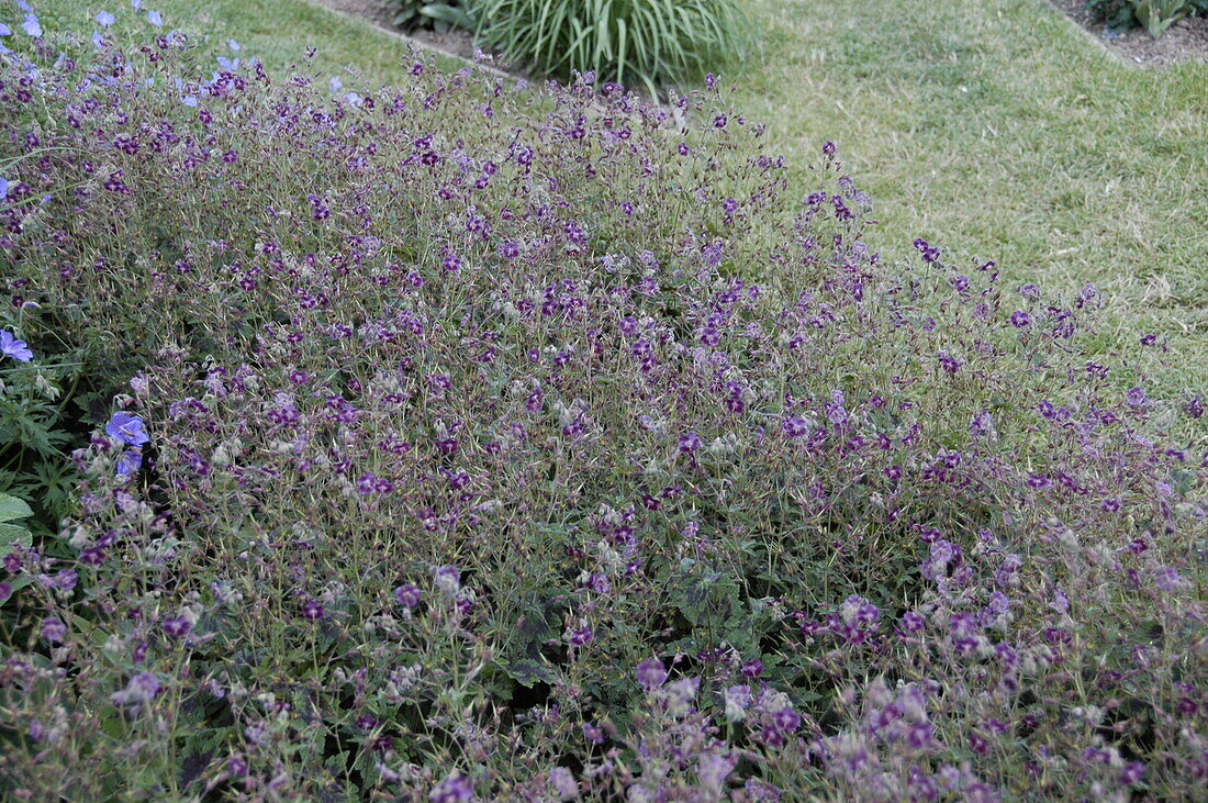 Geranium phaeum 'Samobor'