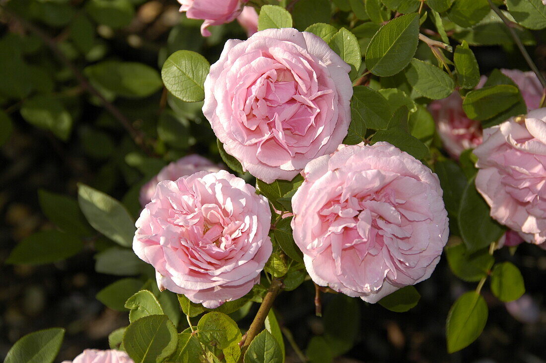 Rosa borbonica 'Martha