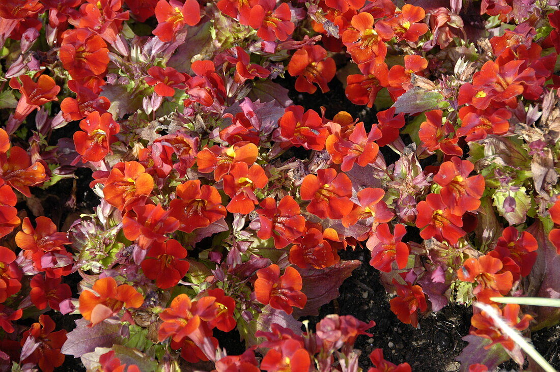 Mimulus x hybrida 'Magic Red'