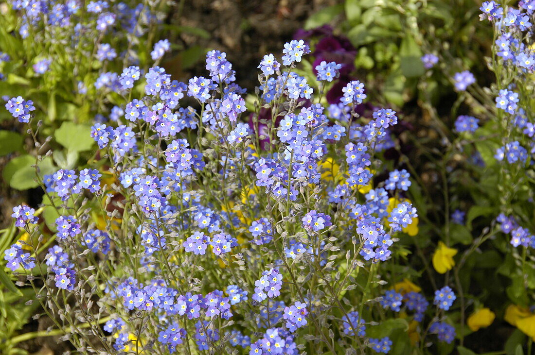 Myosotis sylvatica 'Compindi'®