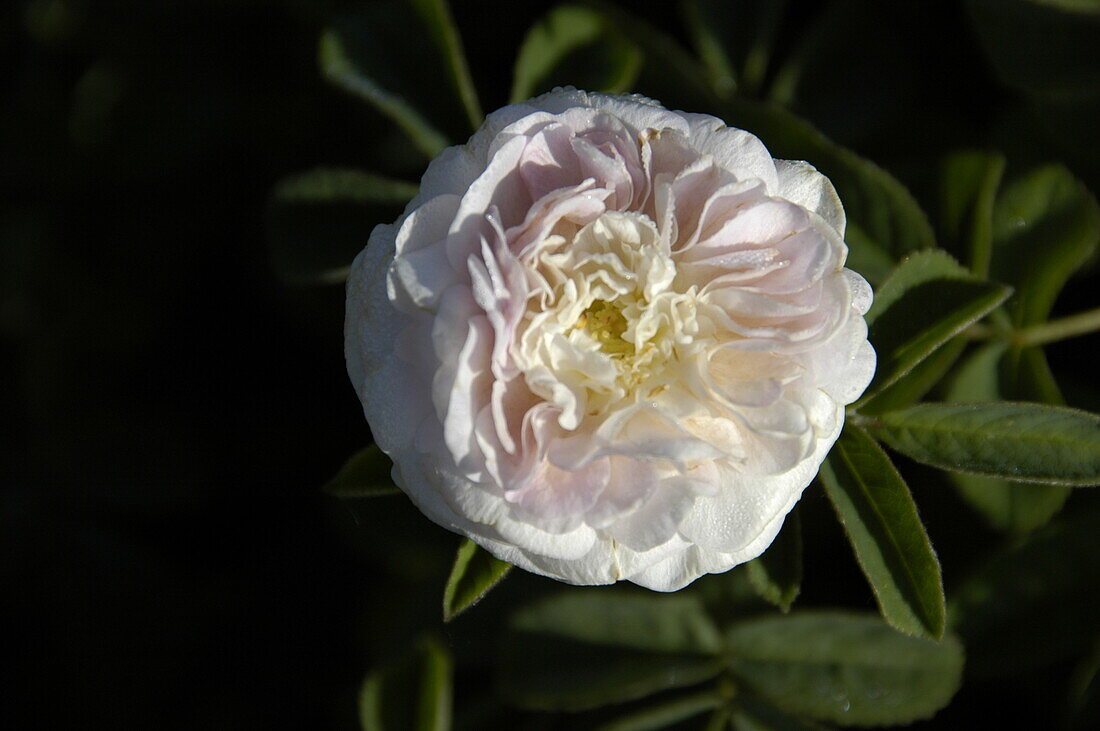 Rosa alba 'Maiden´s Blush'