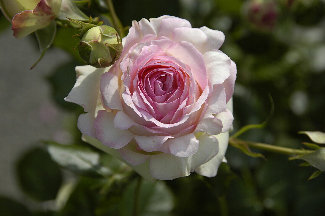 Shrub rose, light pink