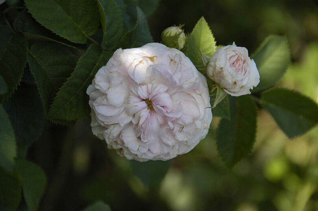 Rosa 'Felicite Parmentier'