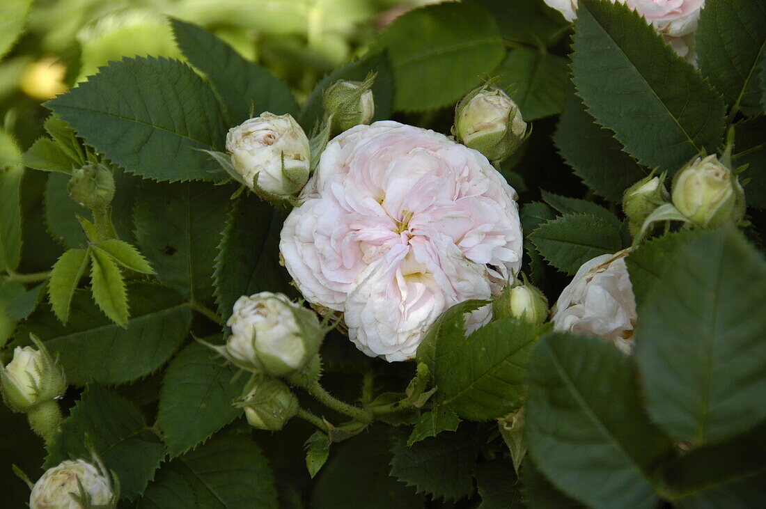 Rosa 'Felicite Parmentier'