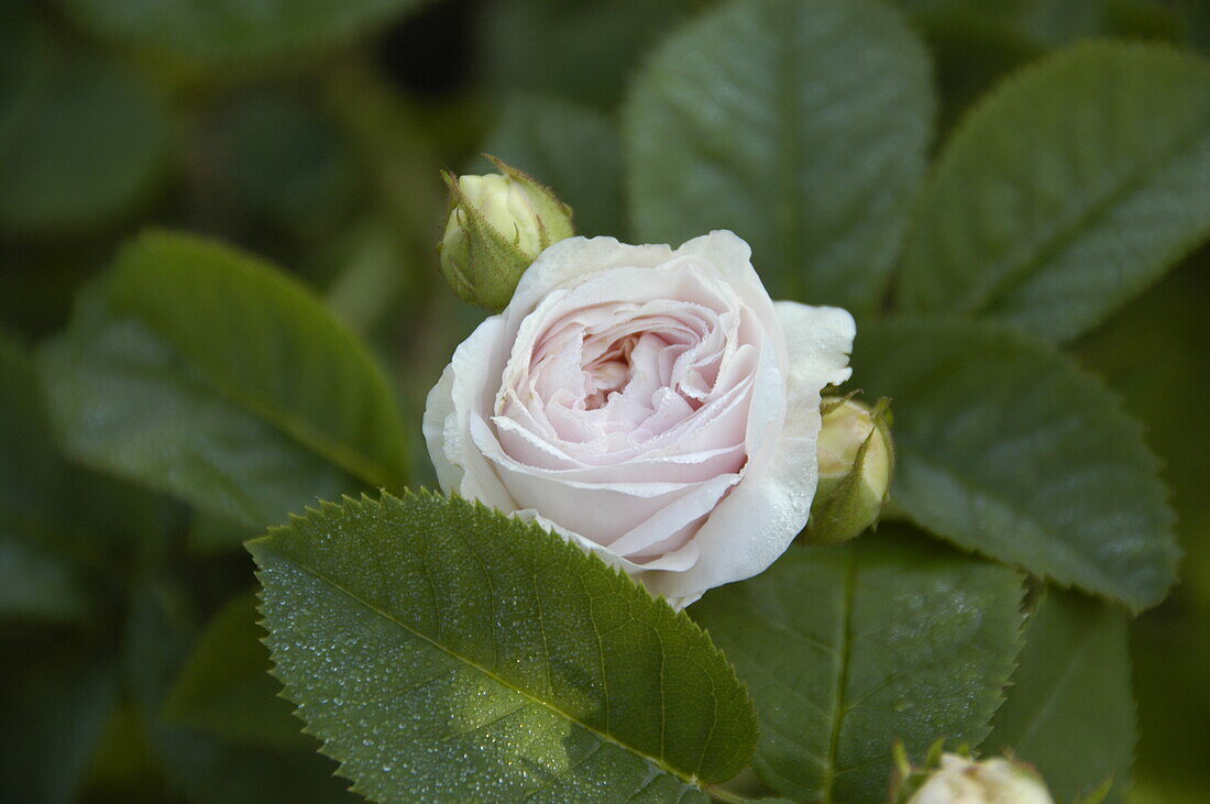 Rosa 'Felicite Parmentier'