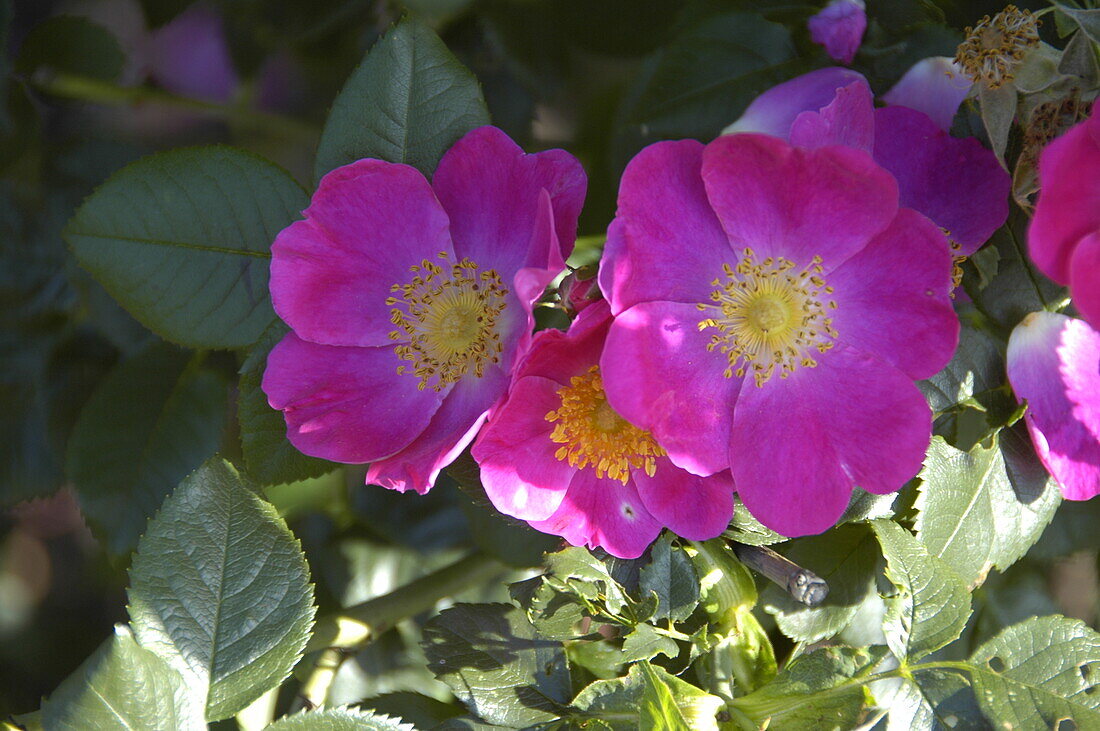 Rosa canina 'Kiese'