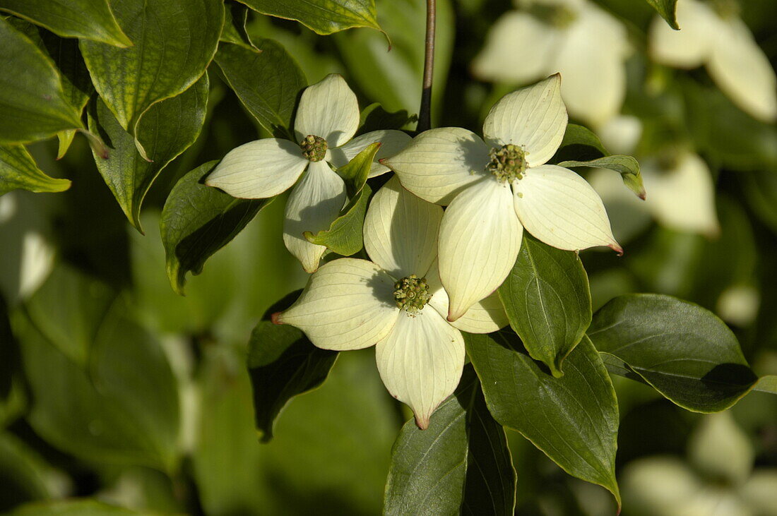 Cornus kousa chinensis 'Wieting´s Select'