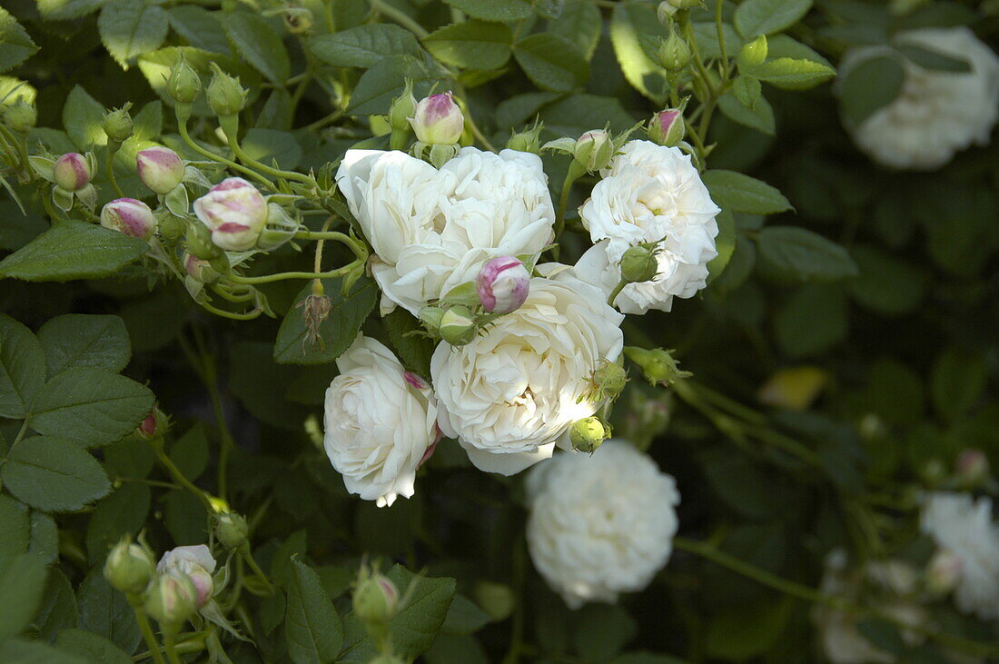 Rosa alba Mme Plantier