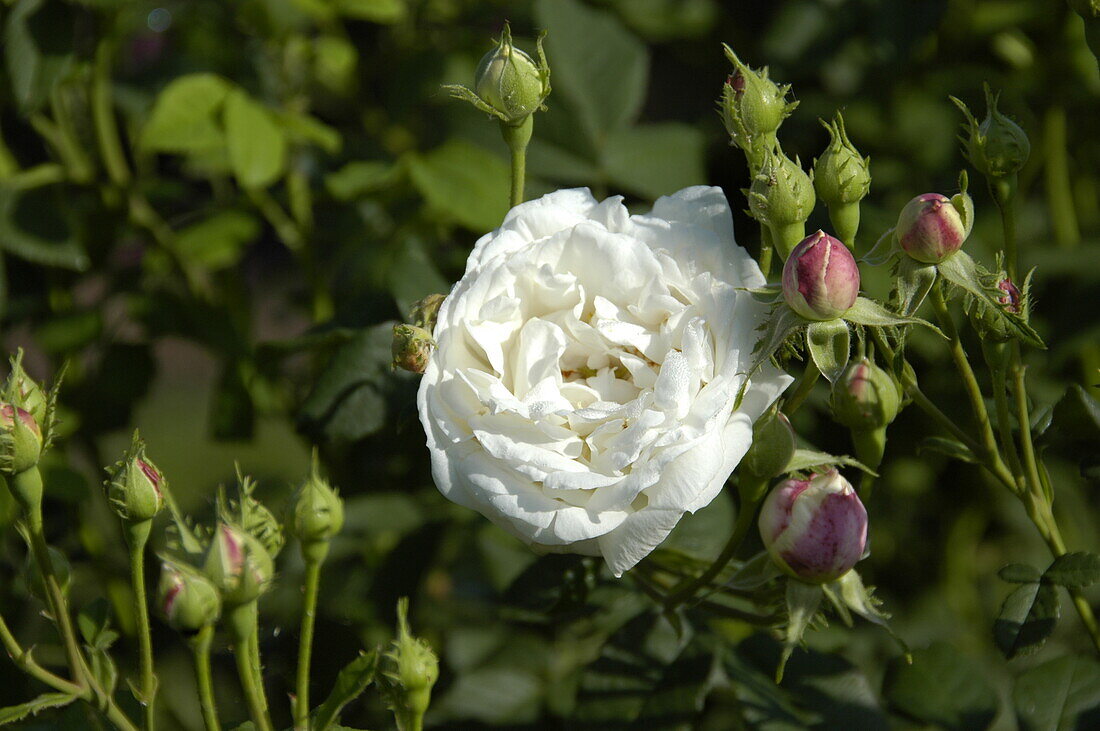 Rosa alba 'Mme Plantier'