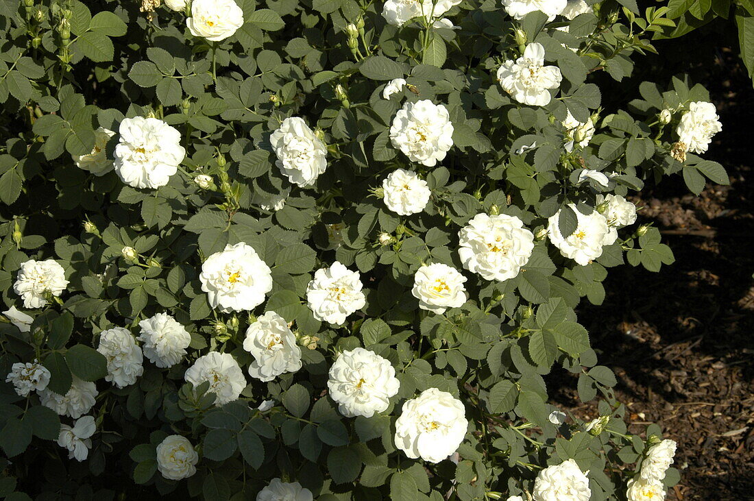 Rosa alba 'Suaveolens'