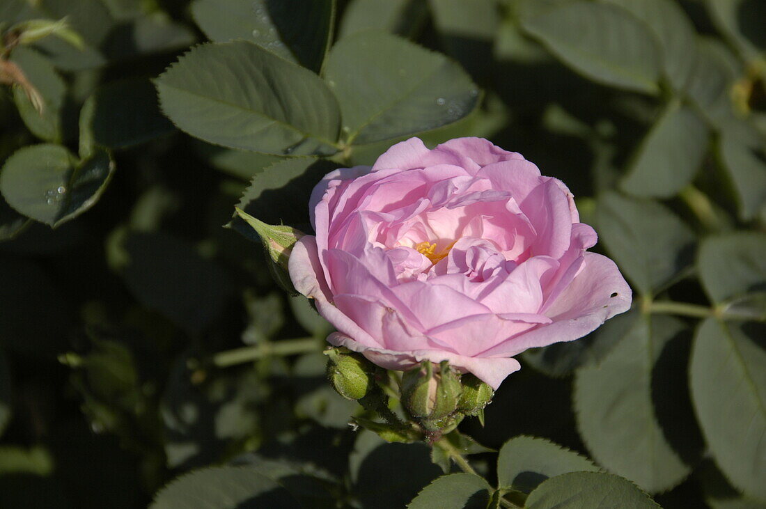 Rosa alba 'Celeste