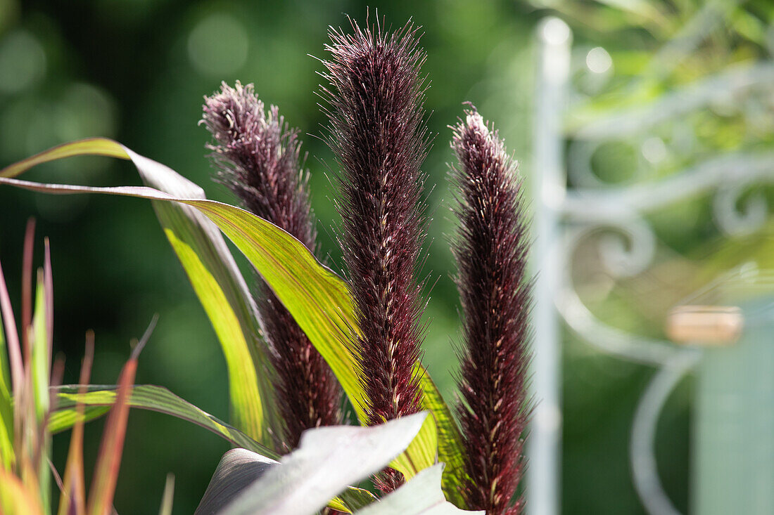 Pennisetum glaucum Purple Baron