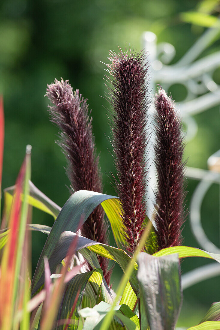 Pennisetum glaucum 'Purple Baron'