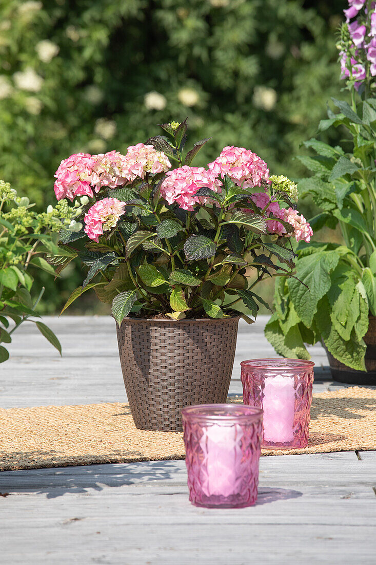 Hydrangea 'Black Diamonds'®