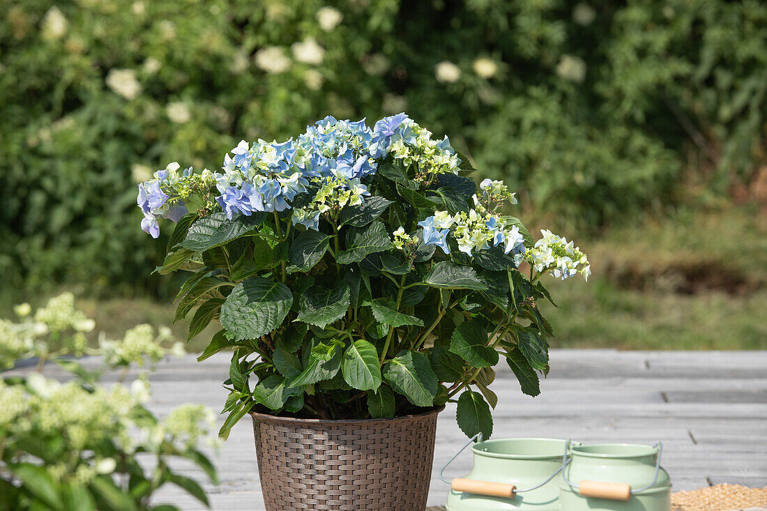 Hydrangea macrophylla, blau