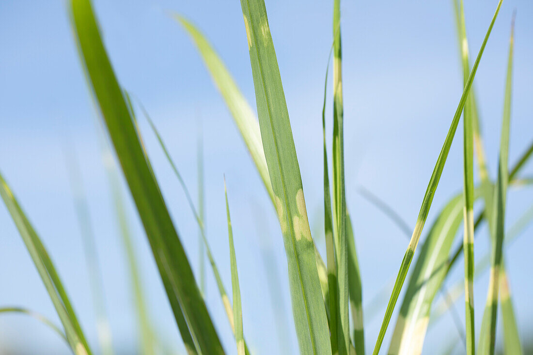 Miscanthus sinensis 'Strictus'