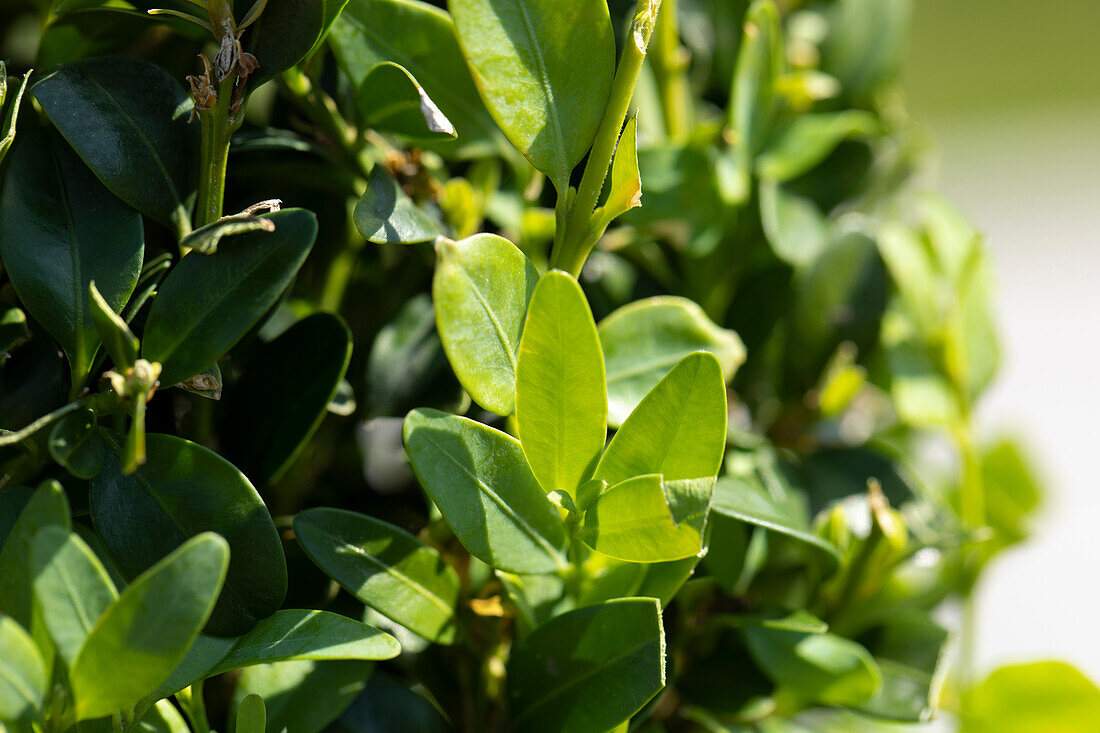 Buxus sempervirens